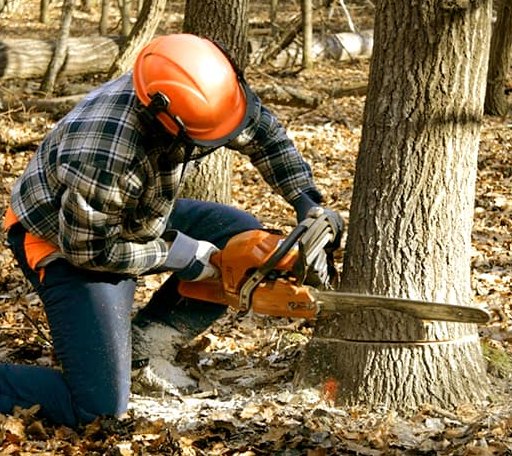 Tree Removal in Kistler, WV